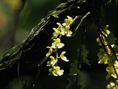 Chiloschista segawae, photographed by 葉子