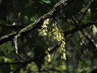 Chiloschista segawae, photographed by 葉子