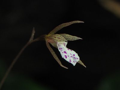 Nervilia taiwaniana, photographed by 葉子