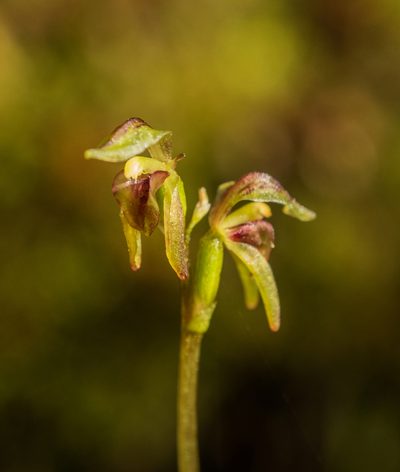 Townsonia deflexa, photographed by Cara-Lisa Schloots