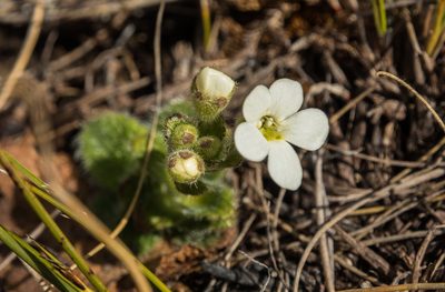 Ourisia sessilifolia, photographed by Cara-Lisa Schloots