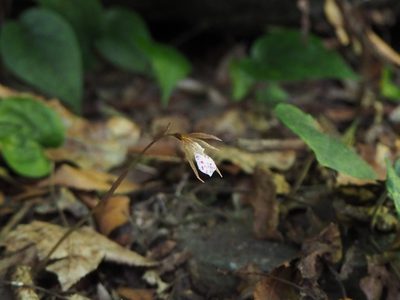 Nervilia taiwaniana, photographed by 葉子