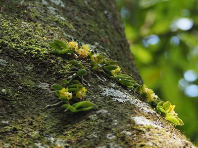 Gastrochilus formosanus, photographed by 葉子
