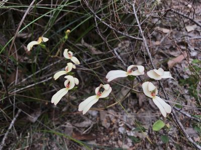 Stylidium schoenoides, photographed by Cal Wood