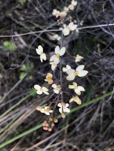 Stylidium spathulatum, photographed by Cal Wood
