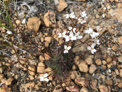 Stylidium hispidum, photographed by Cal Wood