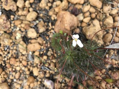 Stylidium hispidum, photographed by Cal Wood