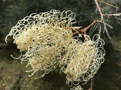 Grevillea leucopteris, photographed by Cal Wood