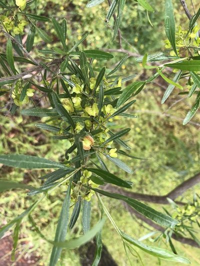 Dodonaea hackettiana, photographed by Cal Wood