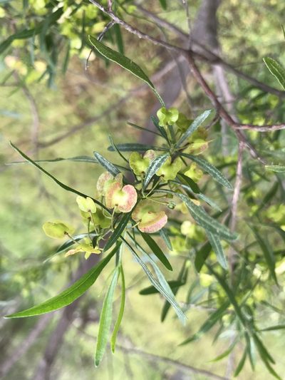Dodonaea hackettiana, photographed by Cal Wood