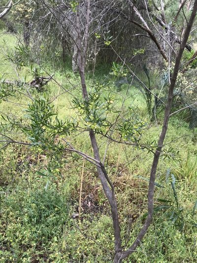 Dodonaea hackettiana, photographed by Cal Wood
