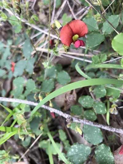 Kennedia carinata, photographed by Cal Wood