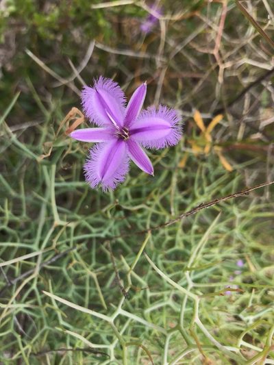 Thysanotus dichotomus, photographed by Cal Wood