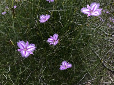 Thysanotus dichotomus, photographed by Cal Wood