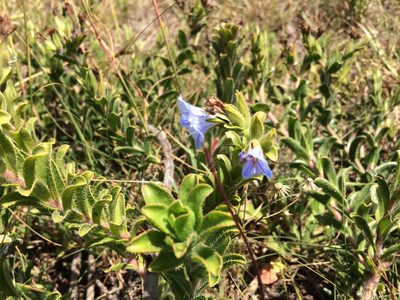 Lobostemon trigonus, photographed by Andrew Gillespie