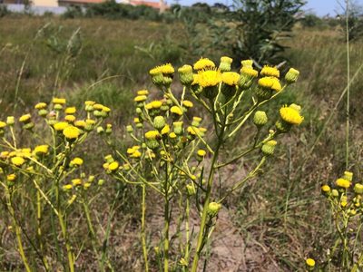 Senecio chrysocoma, photographed by Andrew Gillespie