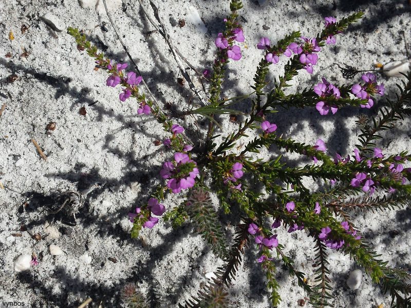 Muraltia curvipetala, photographed by Chris Vynbos