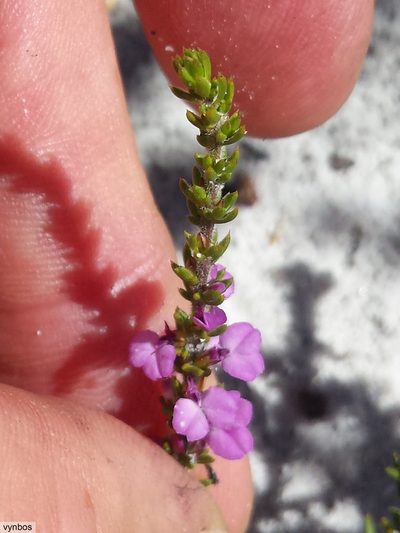 Muraltia curvipetala, photographed by Chris Vynbos