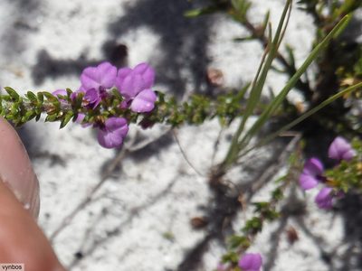 Muraltia curvipetala, photographed by Chris Vynbos