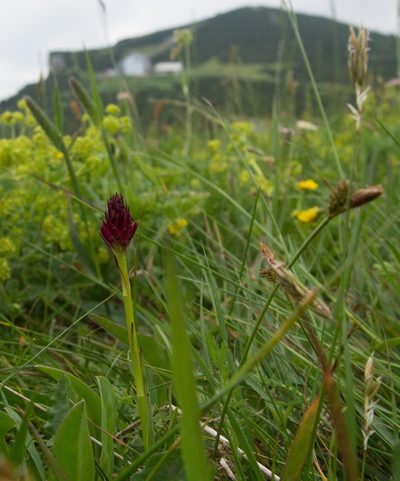 Gymnadenia miniata, photographed by carnifex