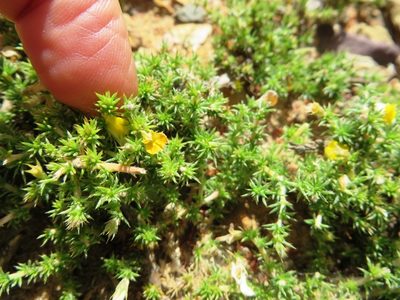 Aspalathus aristifolia, photographed by linkie