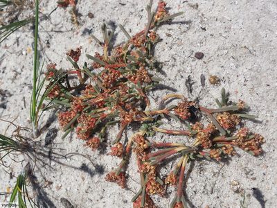 Psammotropha anguina, photographed by Chris Vynbos