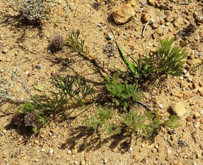 Serruria effusa, photographed by linkie