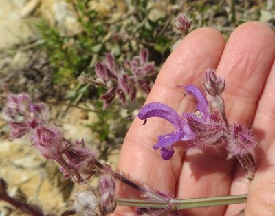 Salvia albicaulis, photographed by linkie