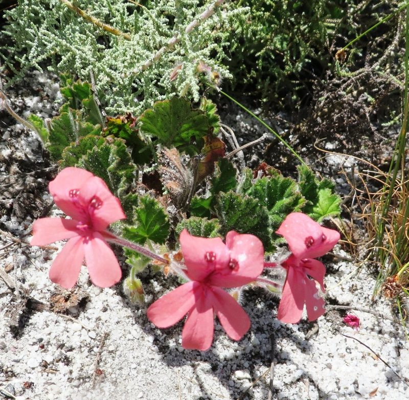Pelargonium alpinum, photographed by linkie