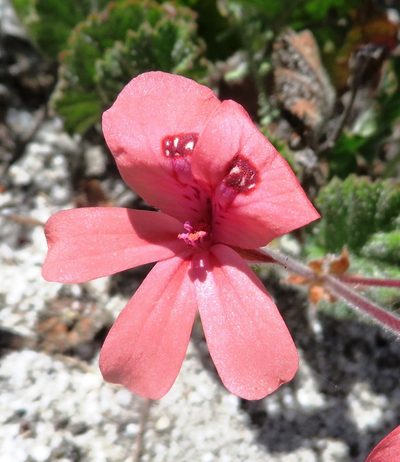 Pelargonium alpinum, photographed by linkie