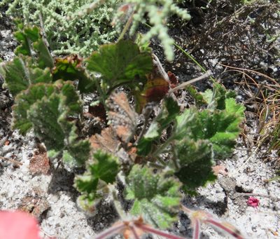 Pelargonium alpinum, photographed by linkie