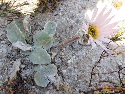 Arctotis verbascifolia, photographed by linkie