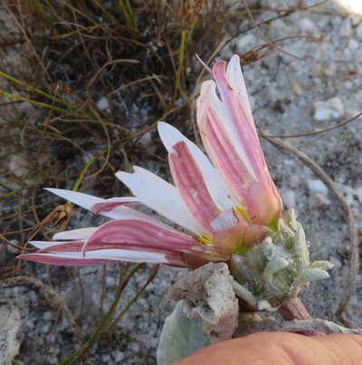 Arctotis verbascifolia, photographed by linkie