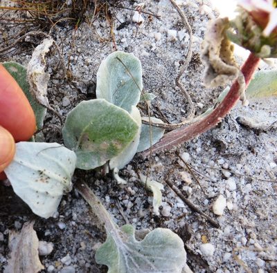 Arctotis verbascifolia, photographed by linkie