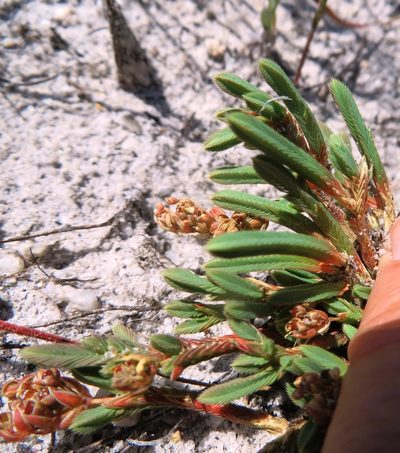 Psammotropha anguina, photographed by linkie