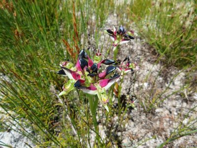 Disa atricapilla, photographed by linkie