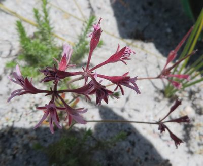 Pelargonium pilosellifolium, photographed by linkie