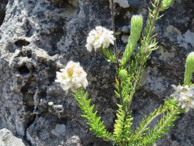Phylica trachyphylla, photographed by linkie
