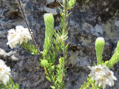 Phylica trachyphylla, photographed by linkie