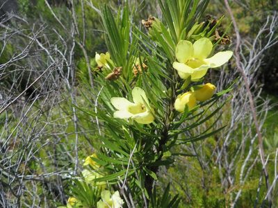 Ixianthes retzioides, photographed by linkie