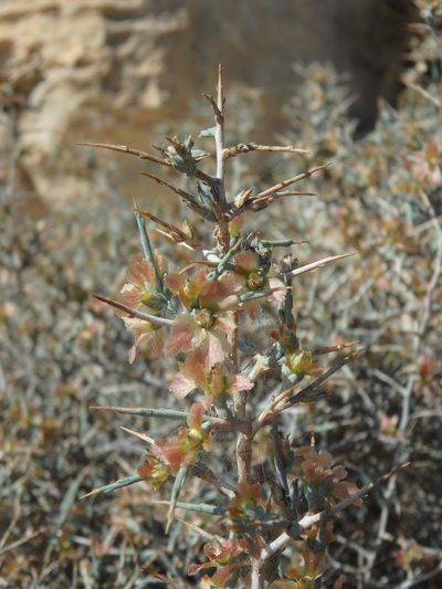 Noaea mucronata, photographed by Daniel Cahen