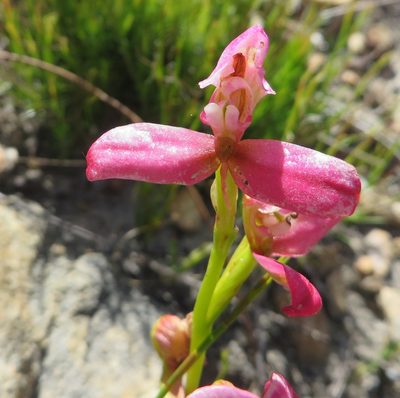 Disa filicornis, photographed by linkie