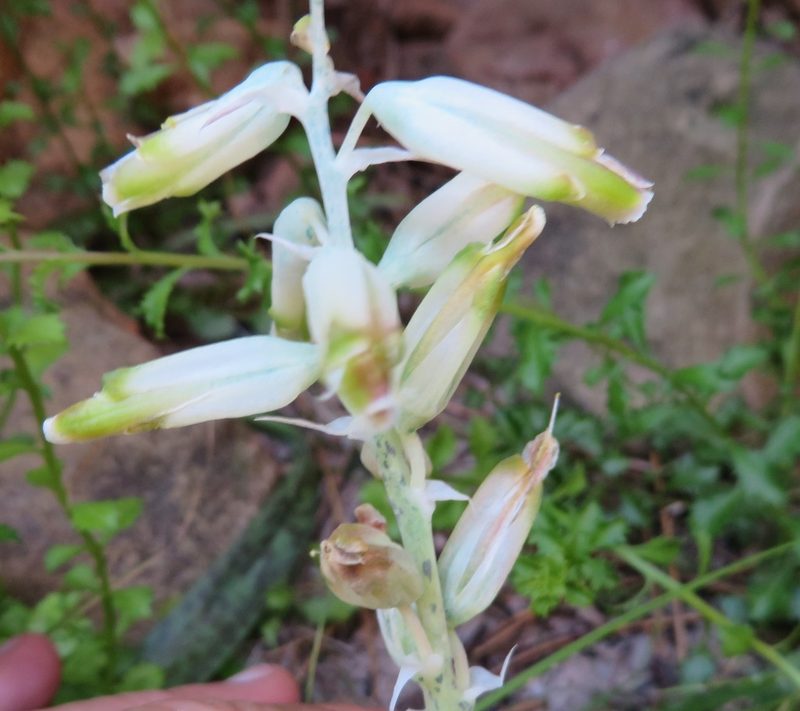 Lachenalia vanzyliae, photographed by linkie