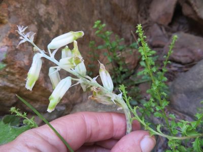 Lachenalia vanzyliae, photographed by linkie