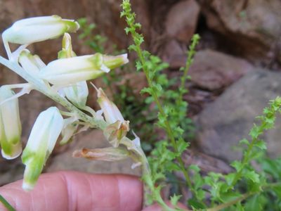 Lachenalia vanzyliae, photographed by linkie