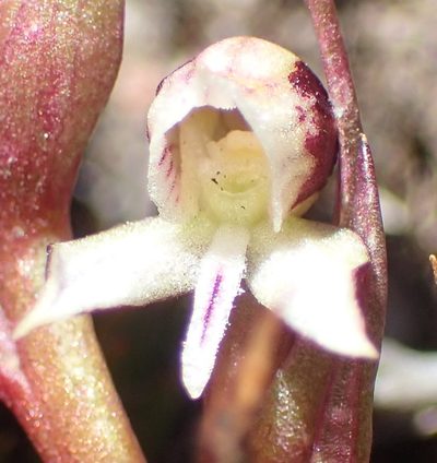 Disa ocellata, photographed by Nicola van Berkel