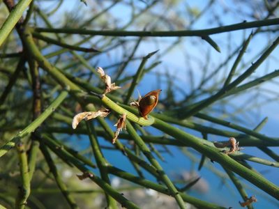 Genista fasselata, photographed by Daniel Cahen