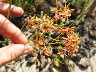 Codonorhiza micrantha, photographed by linkie