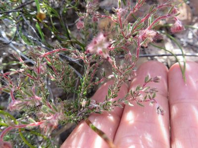 Erica arachnocalyx, photographed by linkie