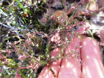 Erica arachnocalyx, photographed by linkie